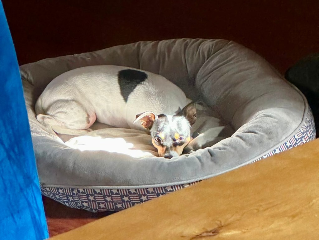 Una perrita Fox Terrier durmiendo.